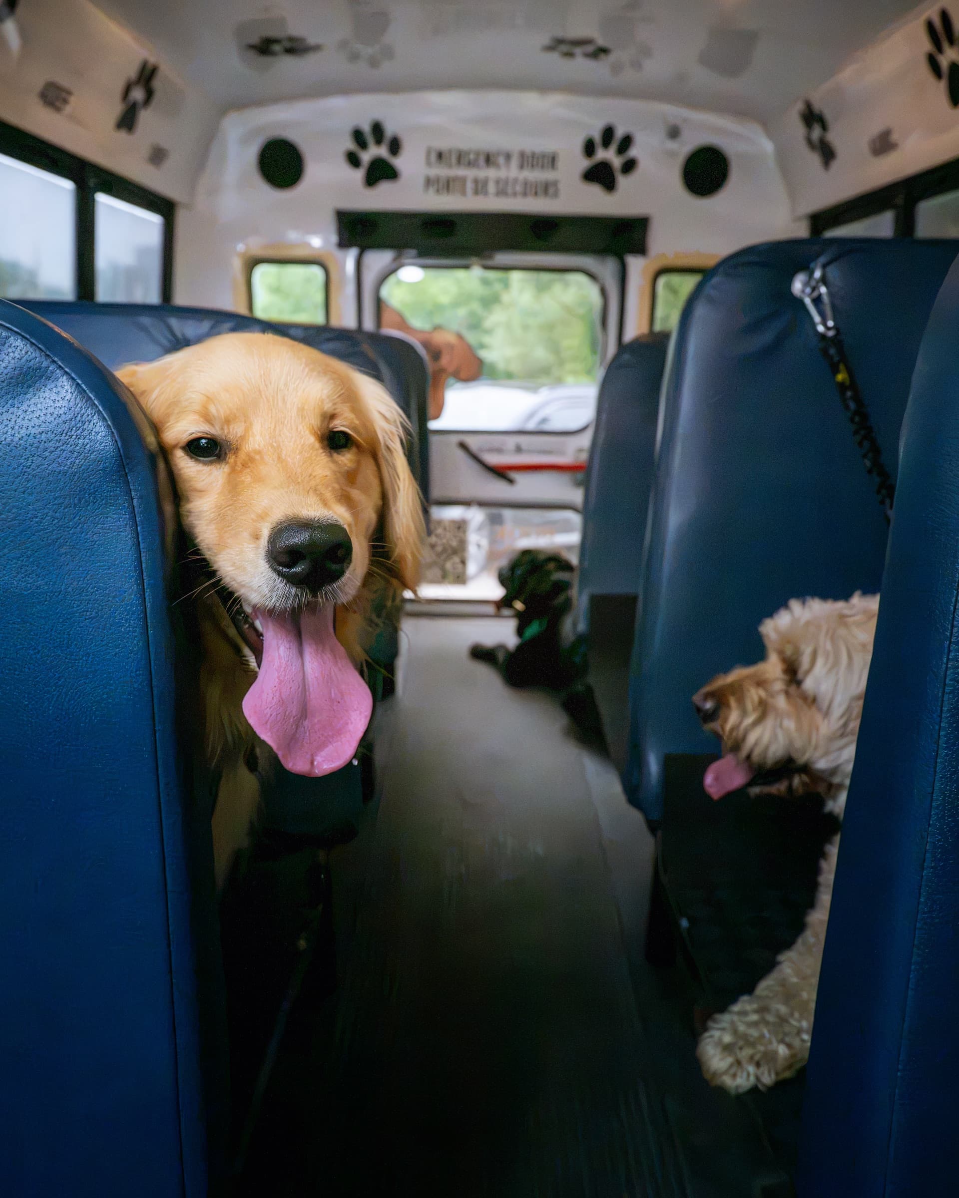 Dogs riding in the adventure bus