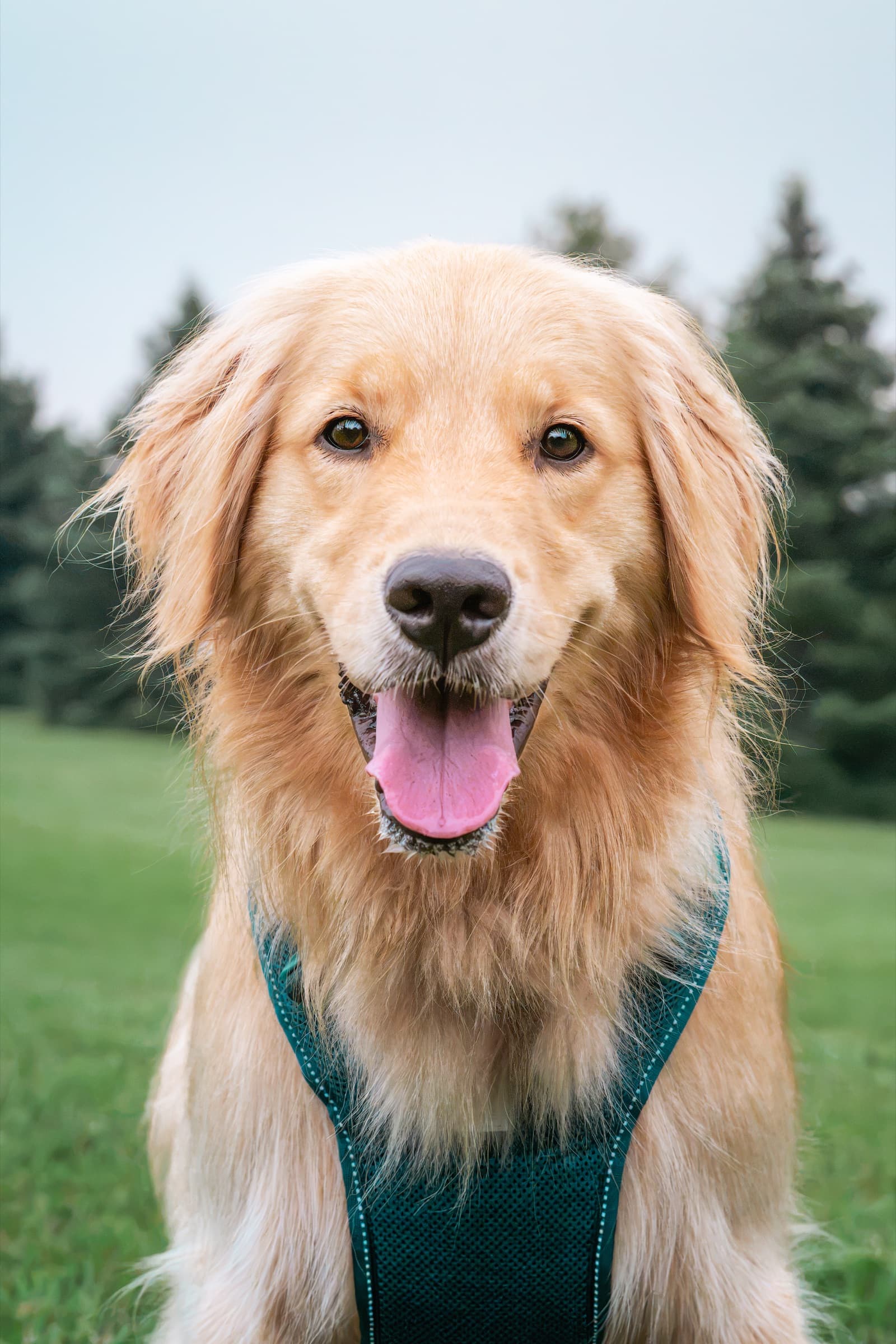 A golden retriever on an adventure