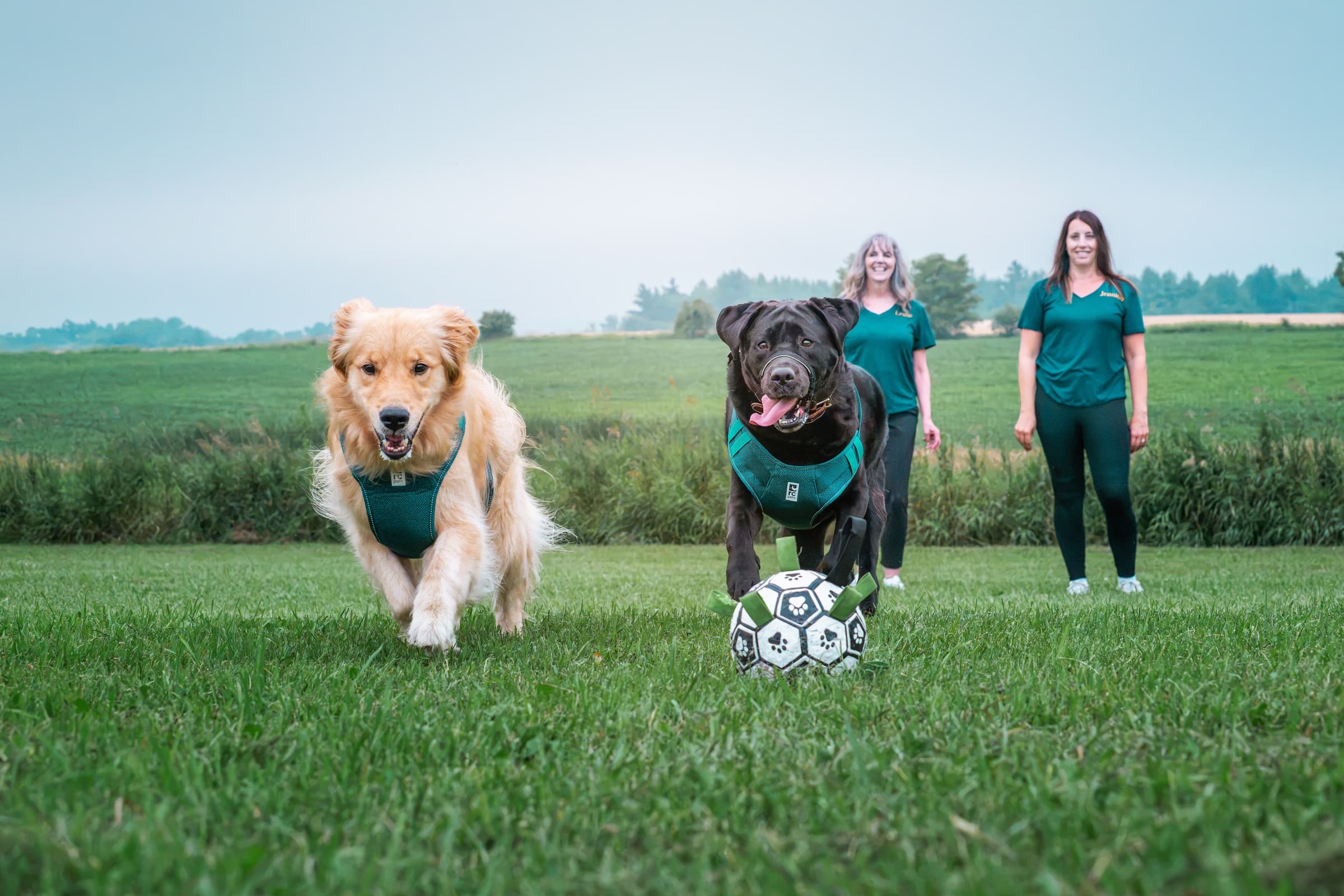 Happy dogs playing
